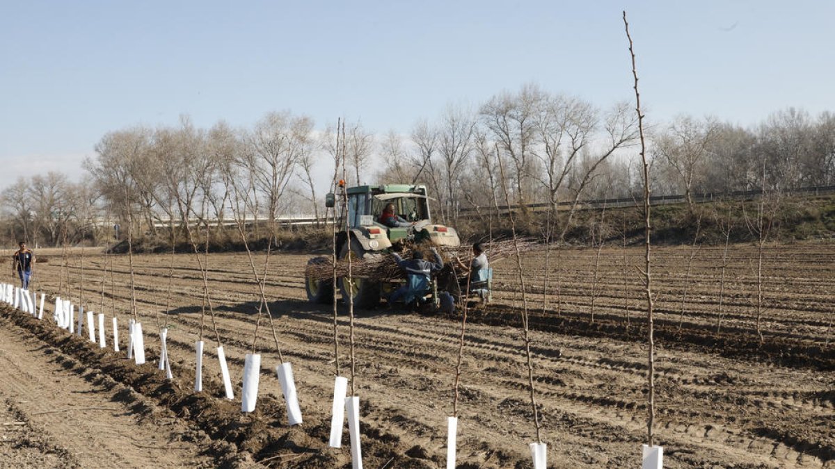 Torres de Segre és una de les poblacions en les quals s’estan fent plantacions de milers de pomeres i pereres