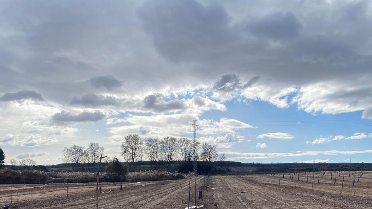 Imagen de la finca y uno de los pistacheros que ha sido cortado de raíz. 