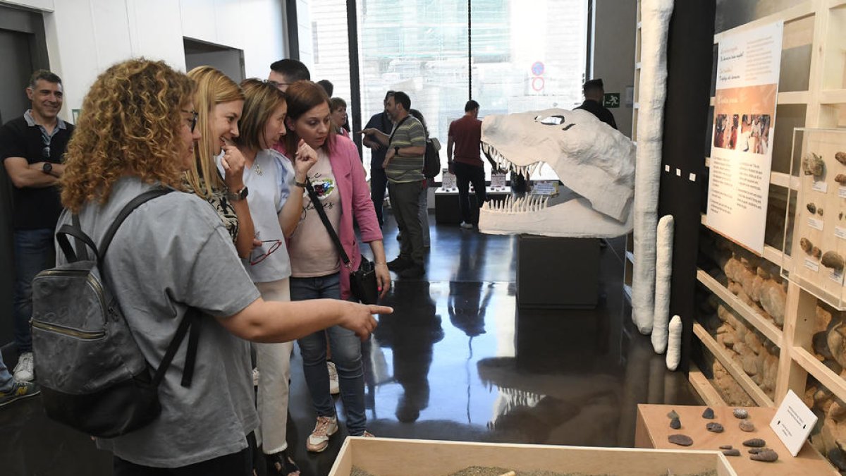 'Descobrint els dinosaures', en el Museu de Lleida