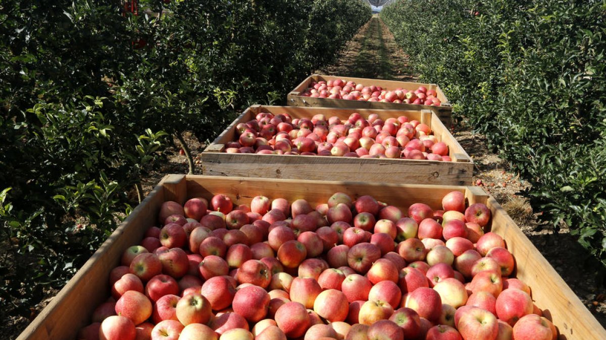 Palots plens de pomes vermelles en una finca de Vila-sana.