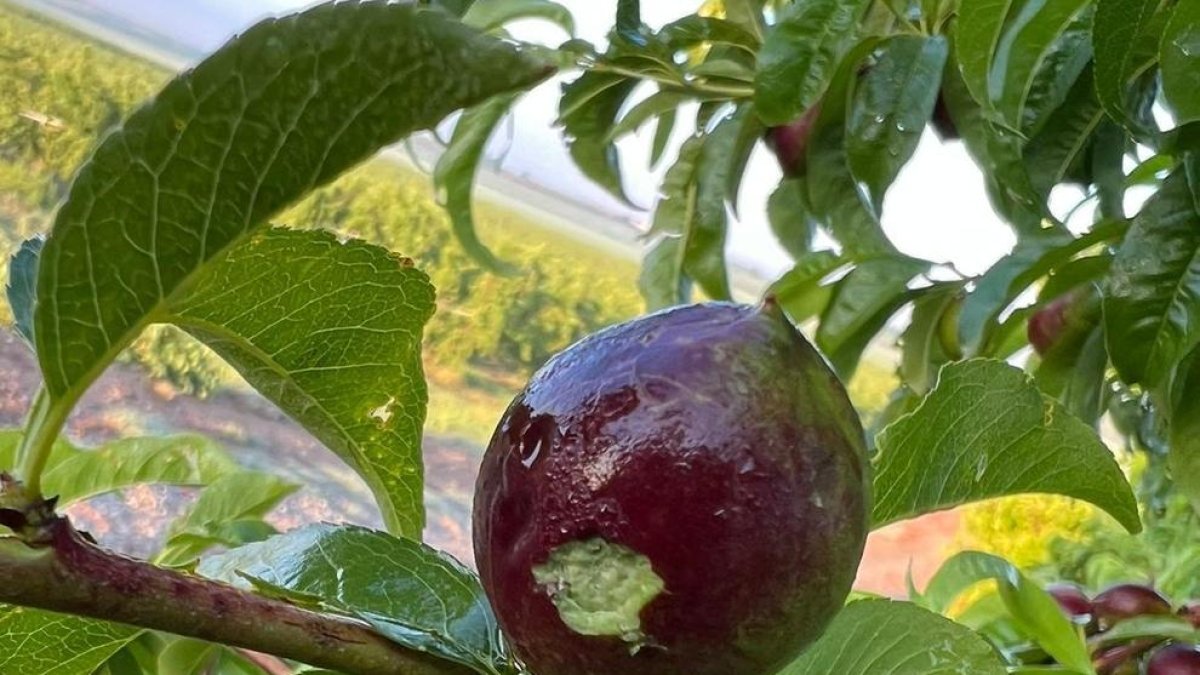 Fruita danyada per la pedregada de la passada nit a Albesa.