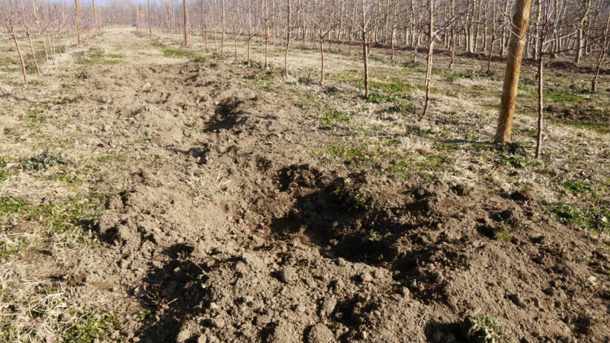 Daños recientes de conejos en una finca del Segrià.