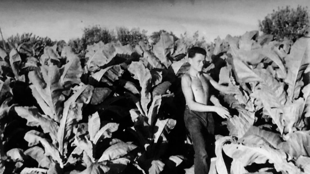 Un joven cosechando hojas de tabaco en Juneda, en 1958.