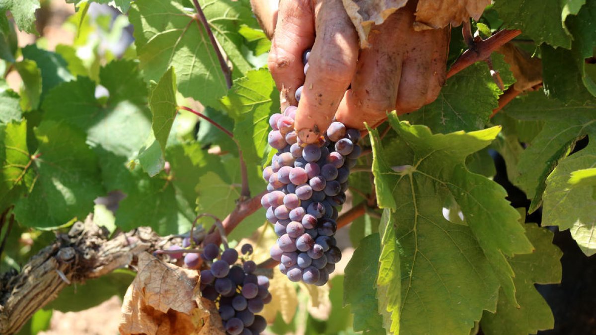 Raïm de la varietat Pinot Noir en el moment de ser collit durant la verema de la DO Penedès 2022