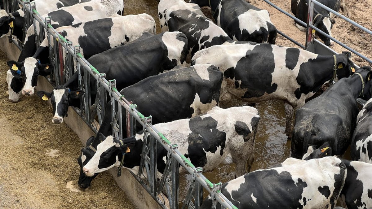 Una explotación de vacas de leche