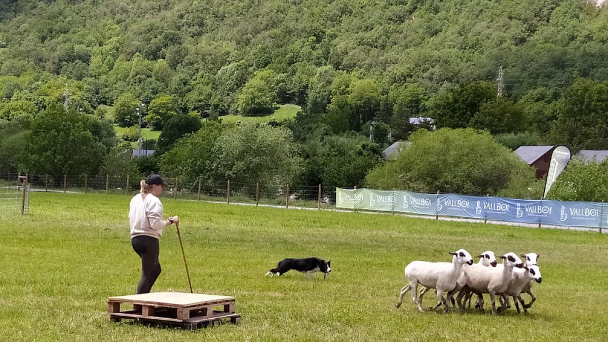 Quaranta gossos d'atura en el concurs internacional de la Vall de Boí