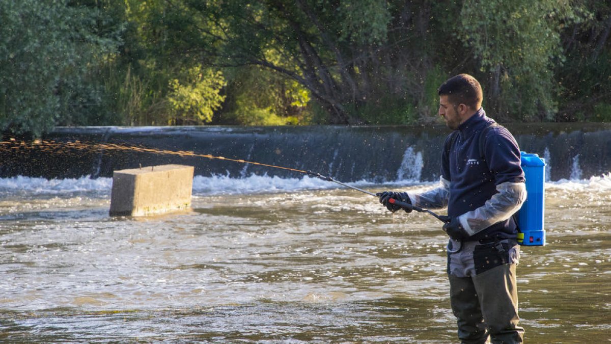 Un técnico del COPATE fumiga el río Segre en su paso por Lleida rodeado de insectos.  