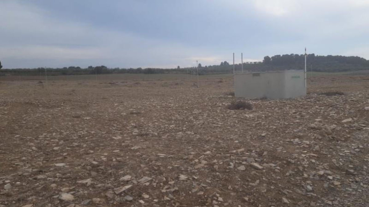 Una de las fincas de Verdú donde los conejos han arrasado con la plantación de cereal.