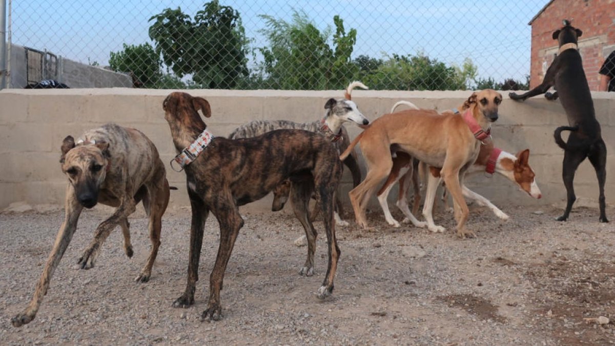 Alguns dels gossos que es troben a la protectora Amics Peluts Baix Cinca a la Granja d'Escarp