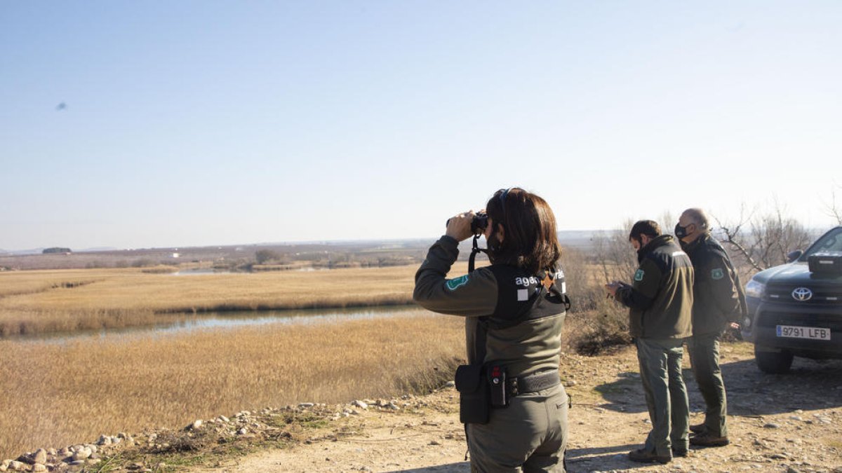 Agentes rurales vigilando el año pasado las aves salvajes en la zona de los humedales de Utxesa.