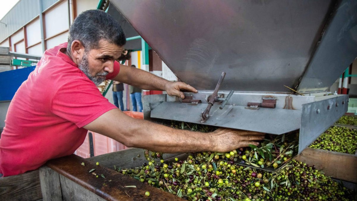 Un operario controla el proceso de producción en la cooperativa de Sant Isidre de les Borges Blanques.