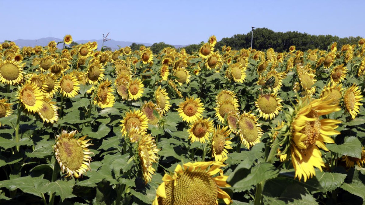 Finca de gira-sol a la localitat de Gimenells.