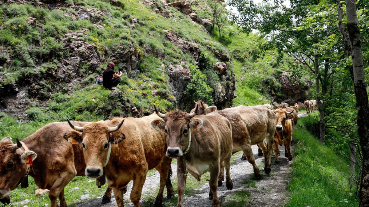 Un ramat de vaques pujant a la muntanya de Llessui (Sort)