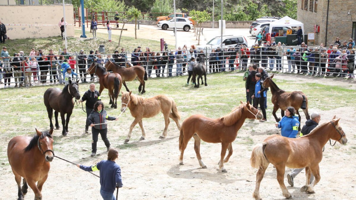 El concurso de Cavall Pirinenc de Llavorsí atrae a un millar de personas