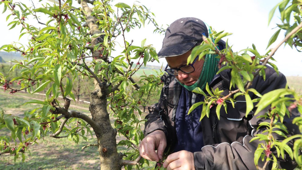 Un agricultor, analizando los daños en su finca después de las heladas en abril pasado.