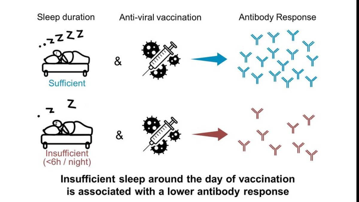 La falta de sueño podría restar eficacia a las vacunas