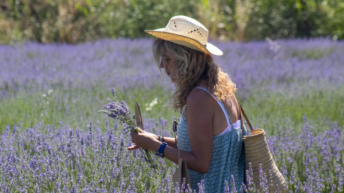 Cultius experimentals de plantes aromàtiques al Segarra-Garrigues