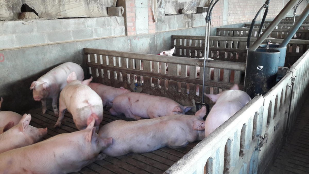 El sector porcino está registrando en la actualidad cotizaciones récord en el mercado.