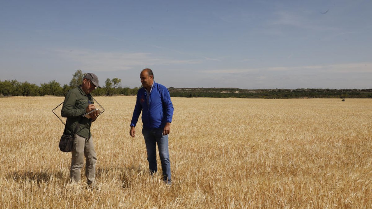 Proceso de peritación ayer en una finca en Aspa, donde el cereal apenas llega al tobillo y está amarillo.