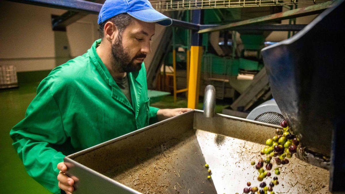 Producción de aceite de la primera cosecha en les Borges. 