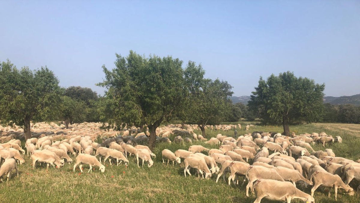 Ovejas pastando en un prado afectado por la falta de agua. 