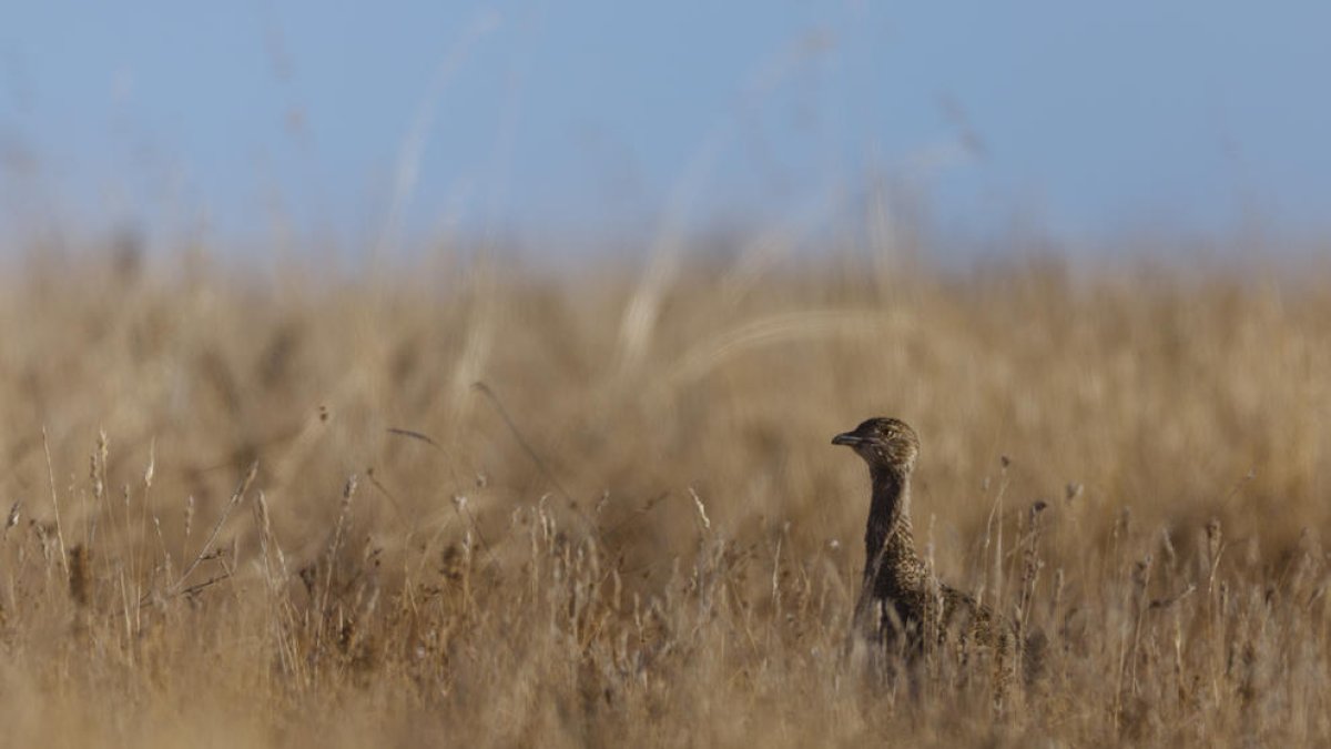 Un ejemplar de sisón en una zona de secano del Segarra-Garrigues.