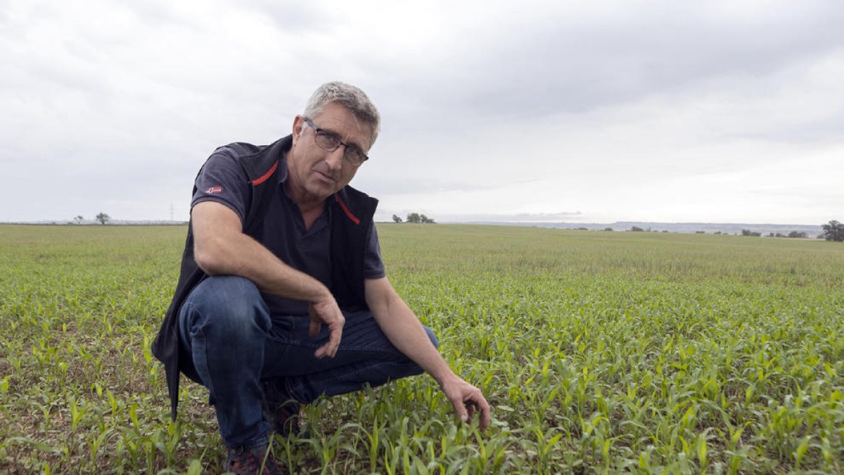 Melitó Padullés ha plantado 75 hectáreas de sorgo en Guissona.