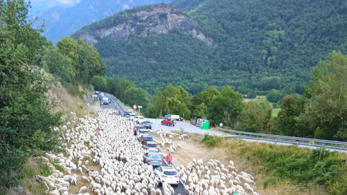 El rebaño, de cientos de ovejas, ocupó la calzada de la L-500.