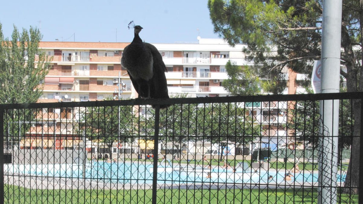 Els indiots freqüenten aquests dies el recinte de les piscines a l’aire lliure de Mollerussa.