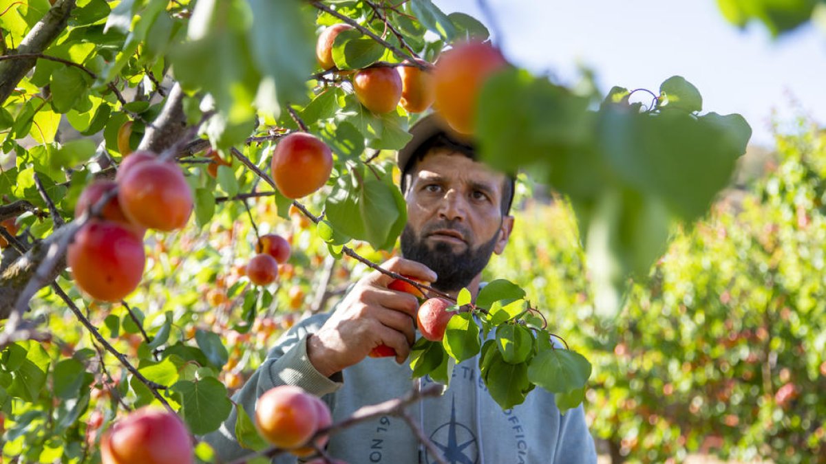 Recol·lecció d’albercocs, que mostren molt bon calibre i color, ahir a la Granja d’Escarp.