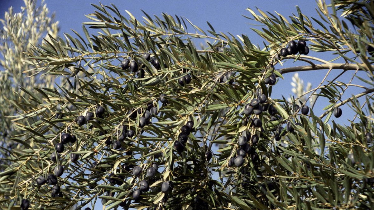 El aceite de orujo de oliva reduce el colesterol y el perímetro de la cintura