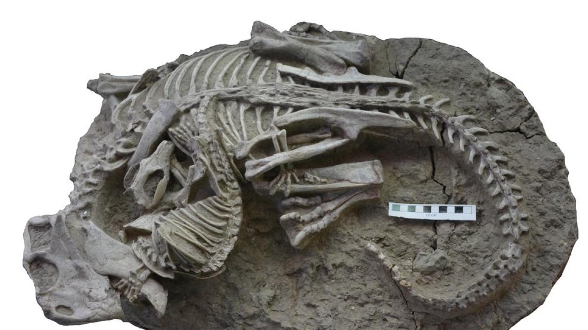 Un inusual fósil muestra la evidencia de un mamífero atacando a un dinosaurio