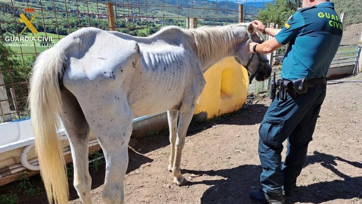 Dos d'investigats a l'Alt Urgell per un presumpte delicte d'abandó animal