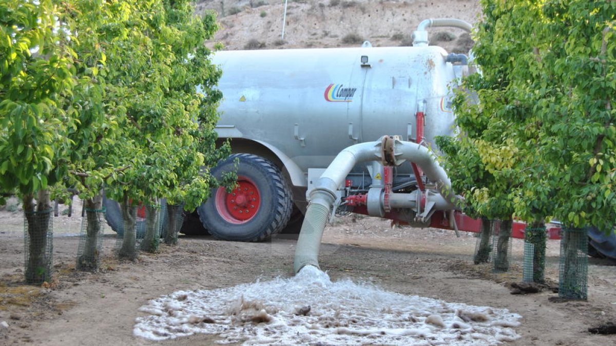 Regant fruiters amb aigua de pou al Pla d'Urgell.