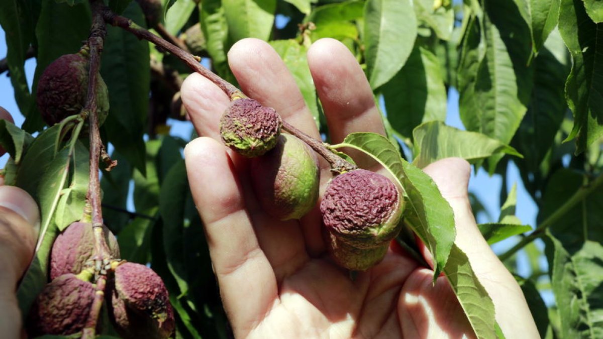 Nectarinas con la piel arrugada por falta de agua en una finca de Castelldans