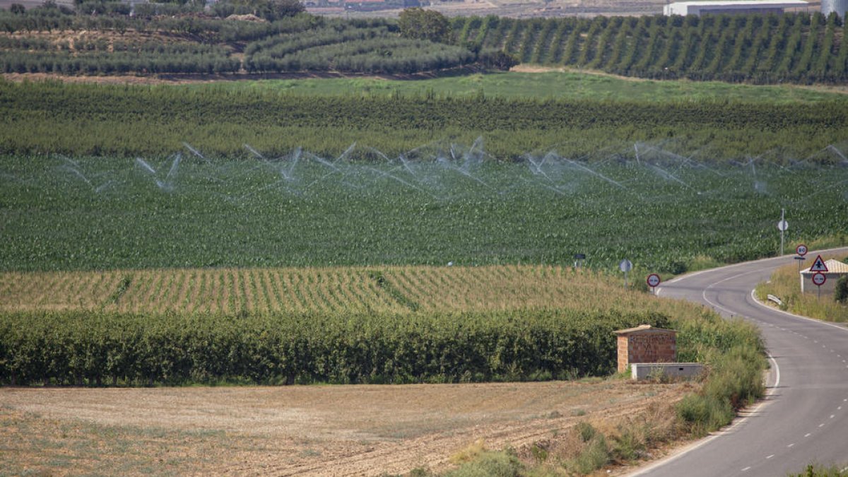 Camps de panís a Albesa dins de l’àrea regable de l’Algerri-Balaguer.