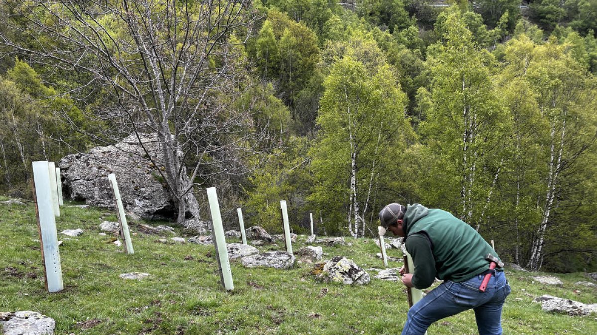 Un joven protegiendo los árboles frutales que se han plantado en la zona de Quanca, en el Pallars Sobirà, para favorecer la conservación del oso pardo