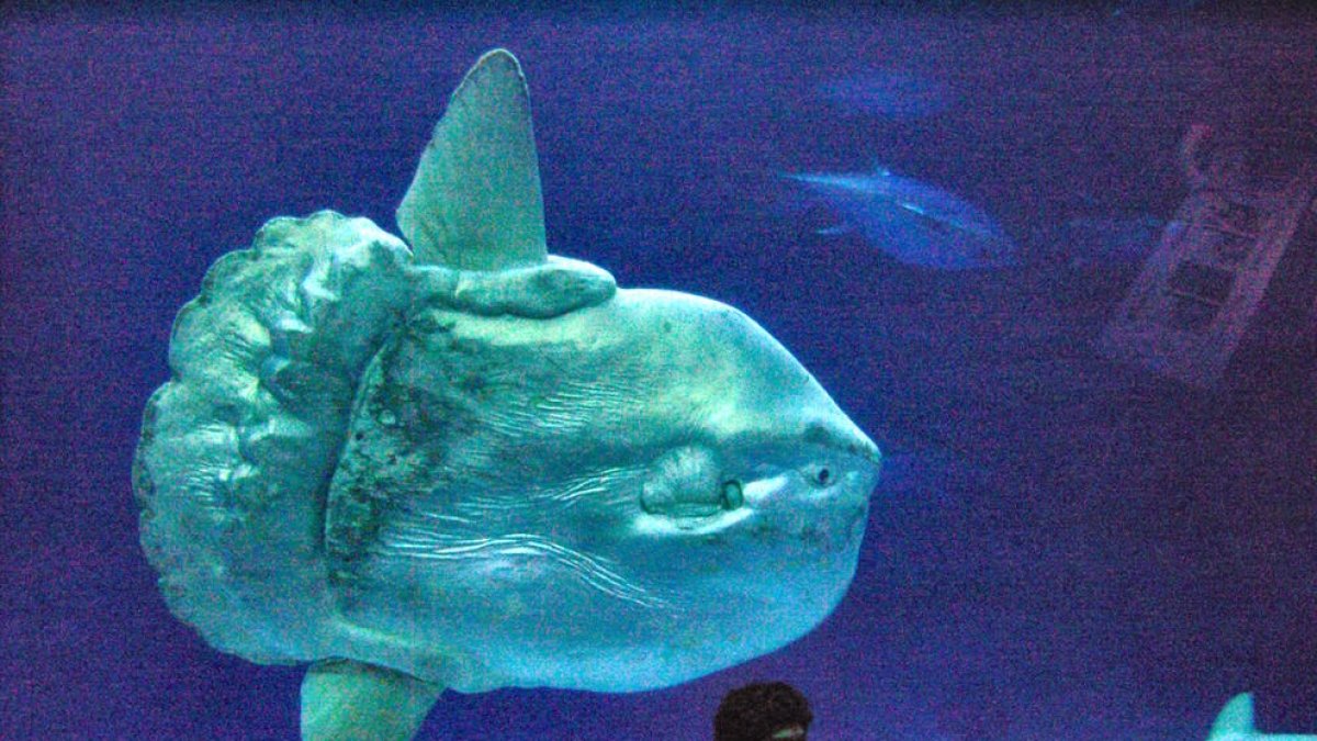 Un pez luna en el acuario de Monterey (California).