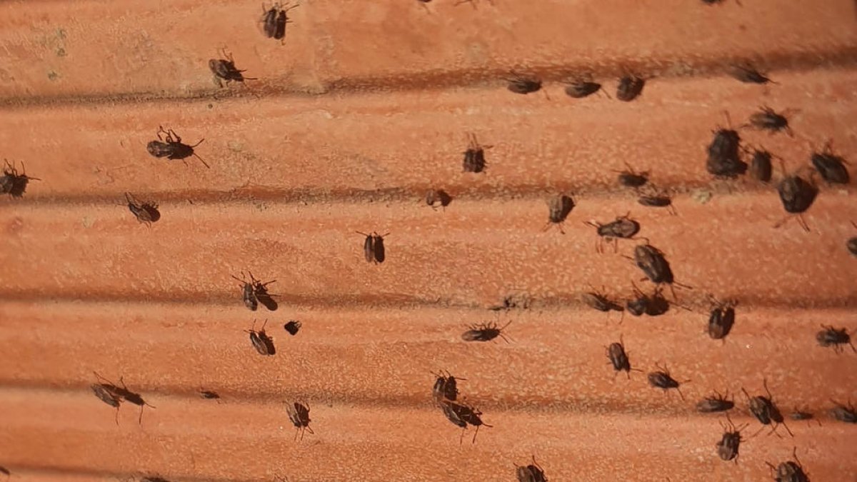 Imagen de la pared de una vivienda con muchos insectos. 