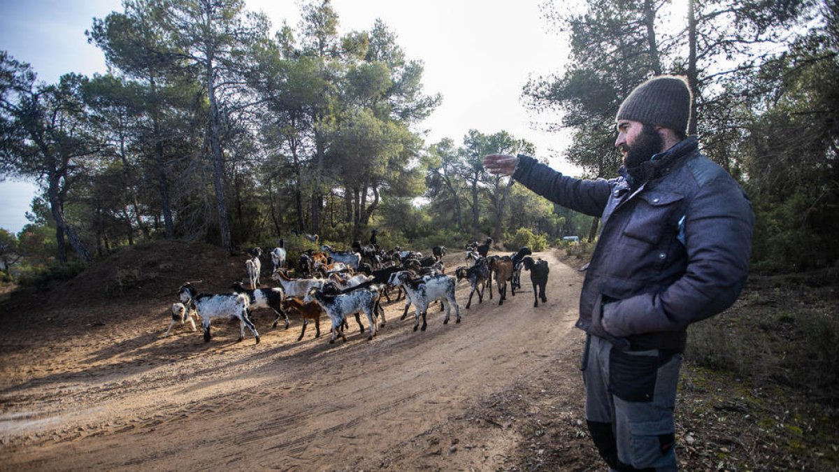 Francesc Roca pastura el ramat de cabres pels boscos de Fulleda. És l’únic pastor actiu en aquest municipi.