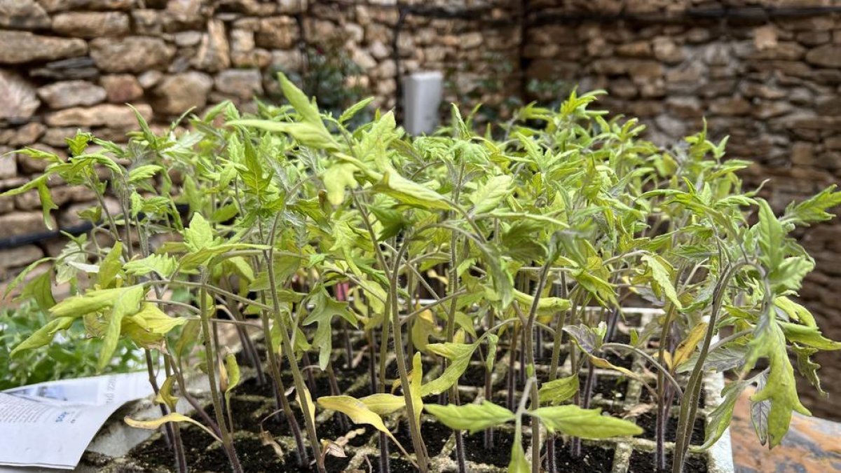 Plantel de tomateras de la variedad 'redonda' recuperada en el Pallars Sobirà.