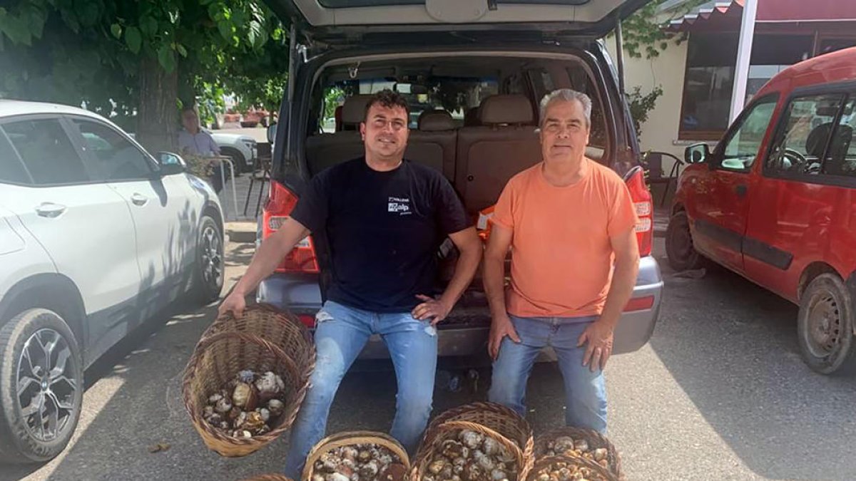 Joan Mora y Manel Muñoz de Cervera recogieron 25 kilos de ‘ceps’ entre el Sobirà y el Alt Urgell.