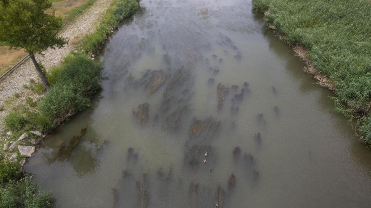 L’ajuntament contractarà la setmana que ve una empresa per netejar les algues de la canalització.