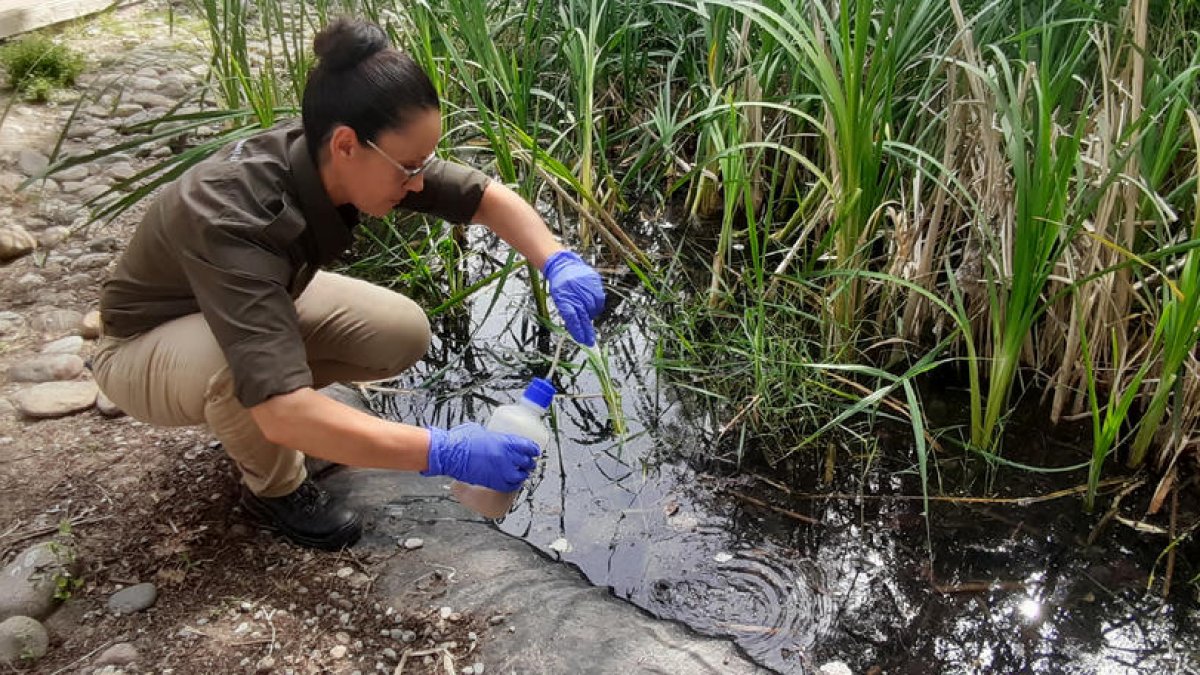 Una trabajadora de Arimat SL lanza una bacteria que elimina las larvas de mosquito en La Mitjana.  