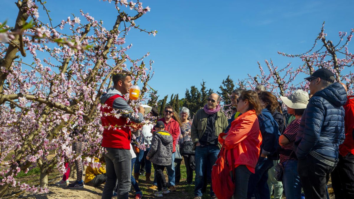 Varios turistas en una visita guiada por la floración de Aitona en una imagen de archivo.