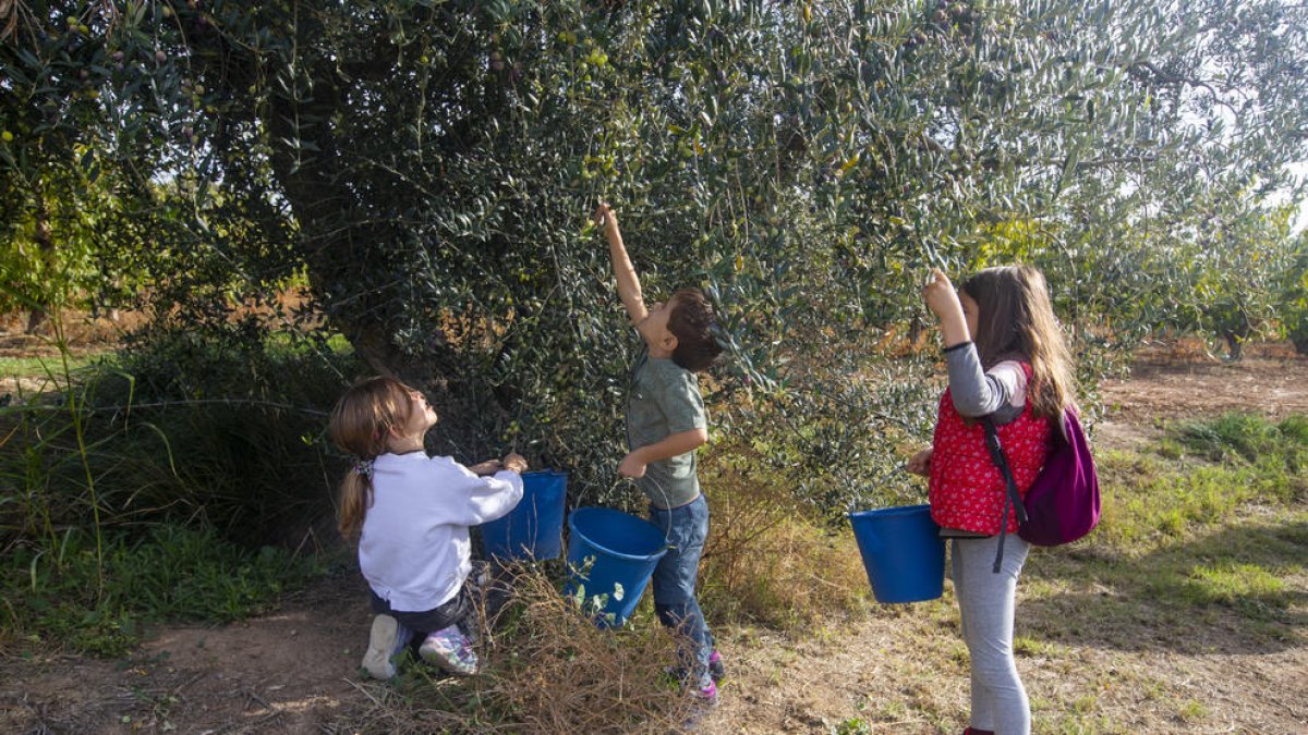 Los más pequeños participaron en la actividad y recolectaron aceitunas del árbol. 