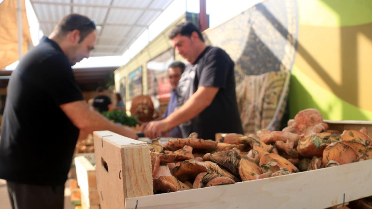 Els boletaires de les Terres de l'Ebre donen per tancada una temporada 