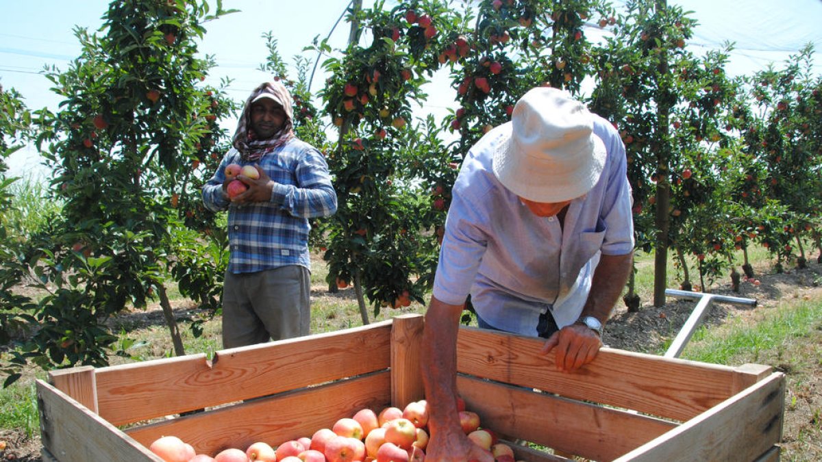 La recolección de la manzana Gala comenzó el año pasado a principios del mes de agosto.