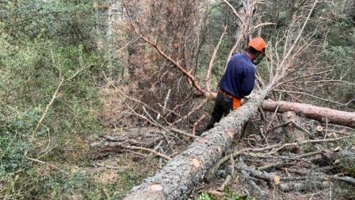 Un operario retira un árbol muerto de un bosque del municipio de Soriguera.