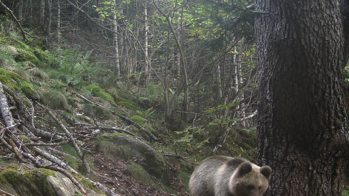 Una fotografía de un oso en el Pirineo el pasado mes de septiembre.